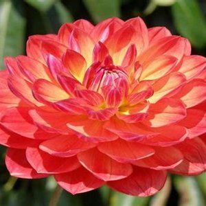 Meet your Posher, Magda